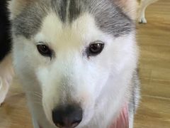 桃心-Husky Go! 哈士奇体验馆·宠物咖啡厅狗咖