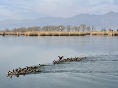 -野鸭湖国家湿地公园