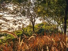 -白石龙音乐公园