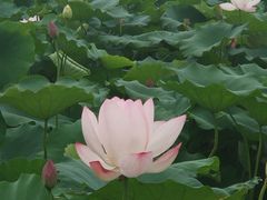 -嘉北郊野公园