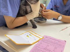 -御宝贝·A梦猫科宠物医院(国际猫友好医院)