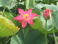 -大兴滨河森林公园