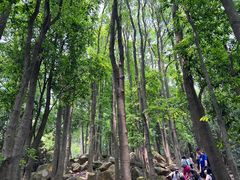 -东莞市大岭山森林公园