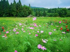 -武陵山森林公园