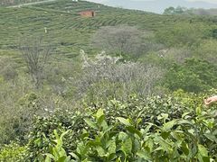 -大塘金香草谷