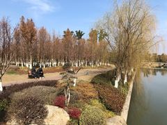 -九科绿洲