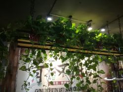点击看大图 -藤野造型