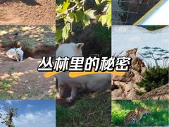 -西霞口神雕山野生动物世界