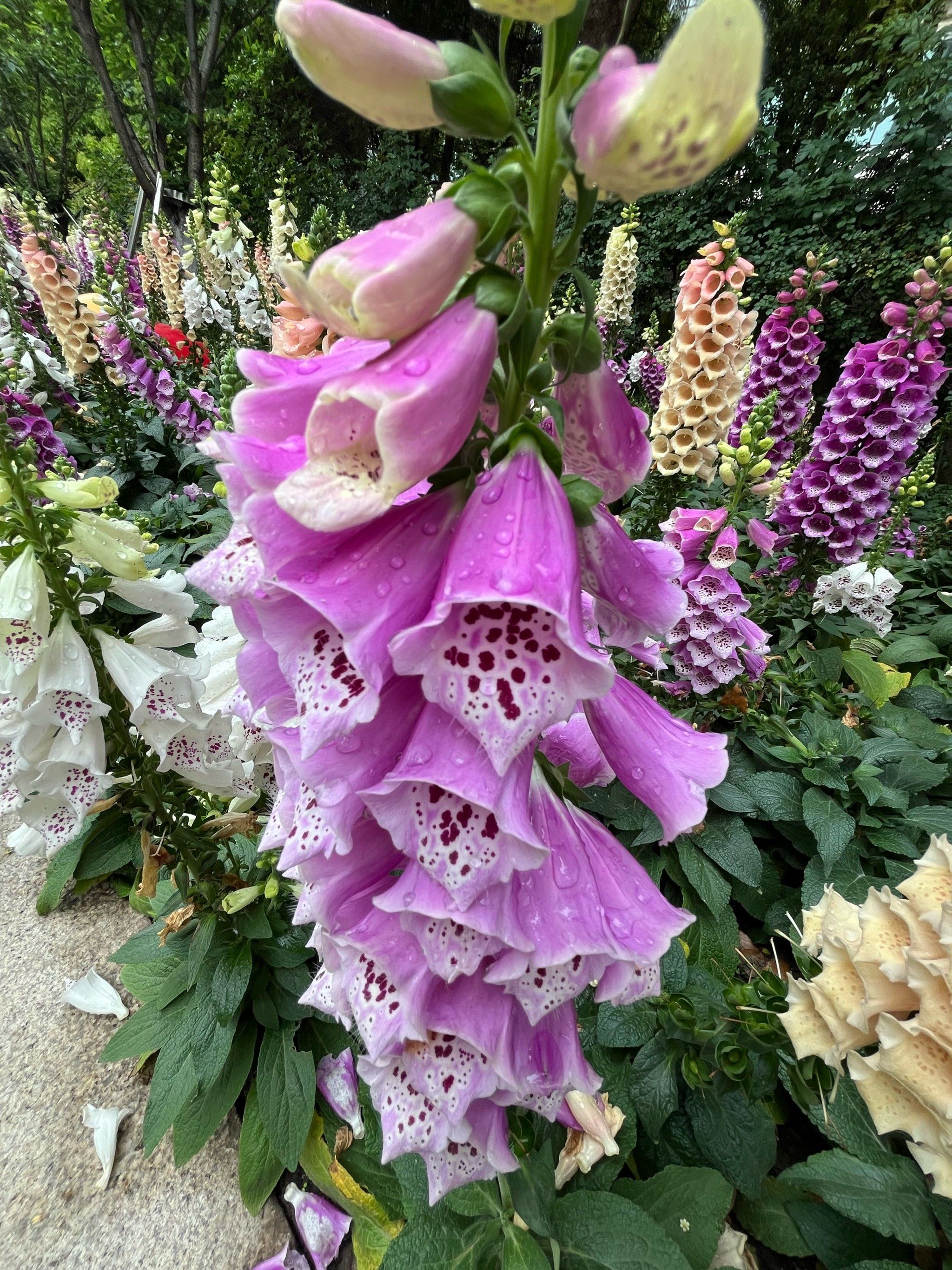 但是确实奇怪
看起来不像地球植物啊

#花花世界 #看到好看的花