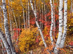 -塞罕坝国家级自然保护区