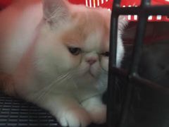 -瑞派宠物医院·24小时骨科·心脏·核磁(哈尔滨南岗店)