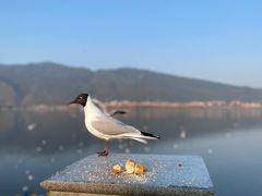 -海埂大坝