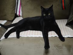 -乐派堂宠物医院·猫友好· 心脏科(东街店)