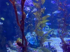 -太平洋海底世界