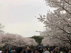 -武汉大学-樱园