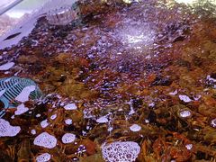 -聚盛源蒸汽海鲜火锅烤肉自助(巨川金海岸购物广场店)