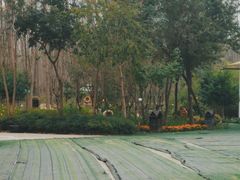 -合肥滨湖国家森林公园