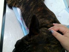 -乐嘟嘟宠物医院