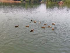-海珠湖公园