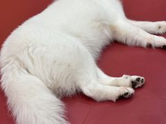 -和它·交个朋友·狗咖猫咖(爱琴海店)