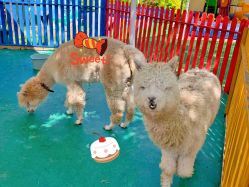 -萌宠亲子动物乐园(槐房万达店)