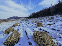 -长春莲花山滑雪场