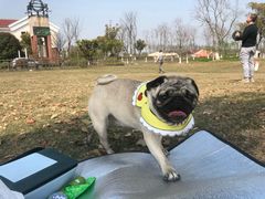 -上海长兴岛郊野公园