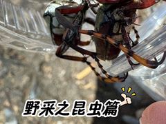 -北京鹫峰国家森林公园