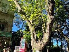 -黄老伯的海蛎煎