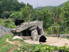 -都江堰中华大熊猫苑