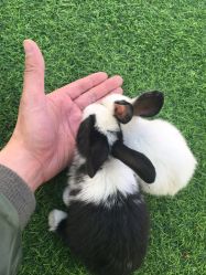 -萌宠亲子动物乐园(槐房万达店)