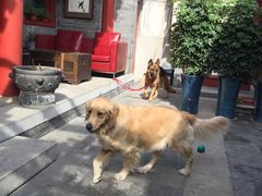 -百好乐宠物友好餐厅(朝外大街店)