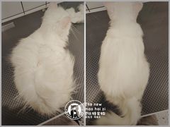 -BABIT巴比特宠物(MOMOPARK店)