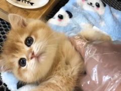 -欣宠猫屋·矮脚拿破仑·蓝金金渐层