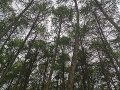 -硗碛藏寨·神木垒景区