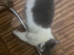 -瑞鹏瑞爱宠物医院·全科·猫科·血液透析中心(龙头寺店)