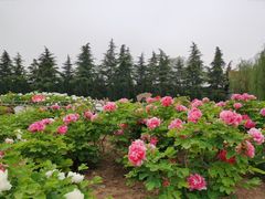 -神州牡丹园