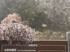 -紫金山山顶公园