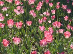 -长春公园(普阳街道)