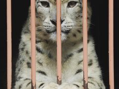 -青藏高原野生动物园