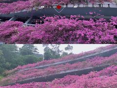 -深圳仙湖植物园