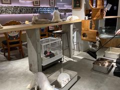 -more than meow吴止猫主题餐厅(承德 中船汇店)