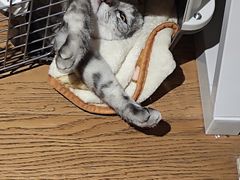 -瑞派福兴宠物医院犬猫全科·骨科·中西医结合(河东店)