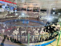 -君乐宝优致牧场