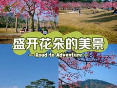 -风云岭森林公园