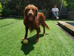 -汪说喵讲宠物乐园宠物酒店(红星美凯龙店)