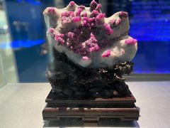 -中国地质博物馆
