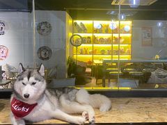 -Husky Go! 哈士奇体验馆·宠物咖啡厅狗咖