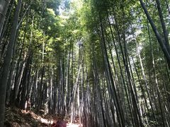 -祁门牯牛降观音堂风景区