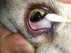 -芭比堂动物医院·犬猫全科·异宠专科(雁塔分院)
